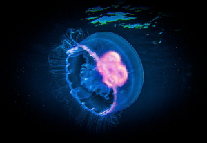 Jellyfish- not very common in Wakatobi, about 3 inches lo... by Steven Miller 